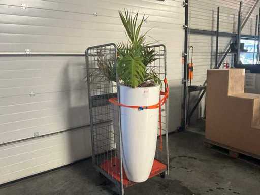 Flora Limburg Plant met pot  Ø40x76cm (2x)