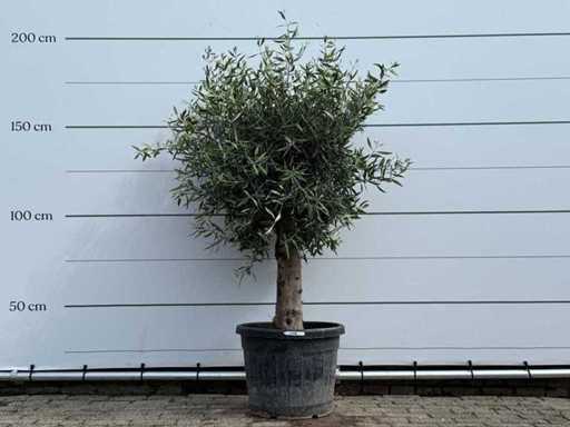 Olijfboom bolvorm - Olea Europaea - ca. 40 jaar oud - hoogte ca. 200 cm