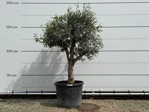 Olivenbaum kugelförmig – Olea Europaea – ca. 40 Jahre alt – Höhe ca. 200 cm
