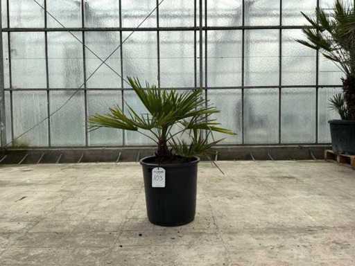Palme (Trachycarpus fortunei)