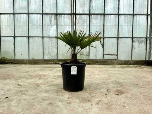 Palme (Trachycarpus fortunei)