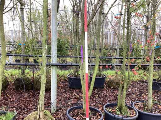 Cireș ornamental japonez - Copac topiar (2x)