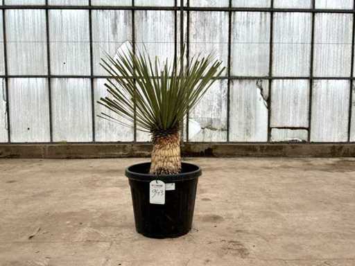 Palma (Yucca rostrata)