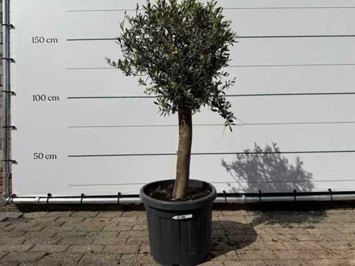 Olivenbaum Florida – Olea Europaea – ca. 40 Jahre alt – Höhe ca. 160 cm