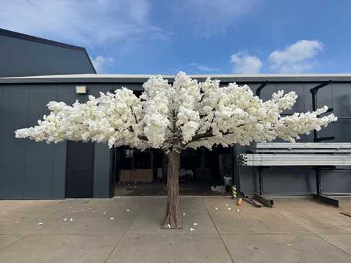 Kwiat wiśni - 6m x 6m (1x)