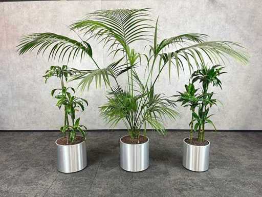 3 plantes avec pot mobile - hydroponie