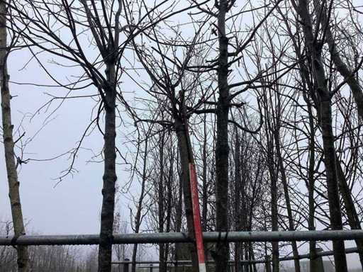 Yoshino Kers - Vormboom