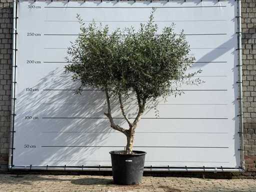 Olive tree branched - Olea Europaea - approx. 80 years old - height approx. 250 cm