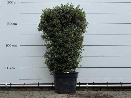 Olive tree shrub - Olea Europaea - approx. 25 years old - height approx. 180 cm