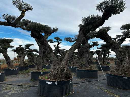  OLEA EUROPEA POM POM SECOLARE  