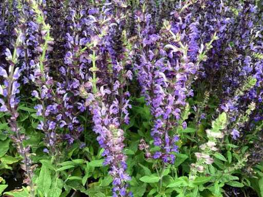 Vivaces - Salvia (30)