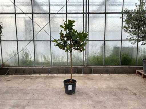 Hand van Boeddha (Citrus Medica)