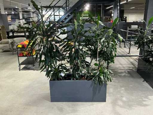 Planter with plants