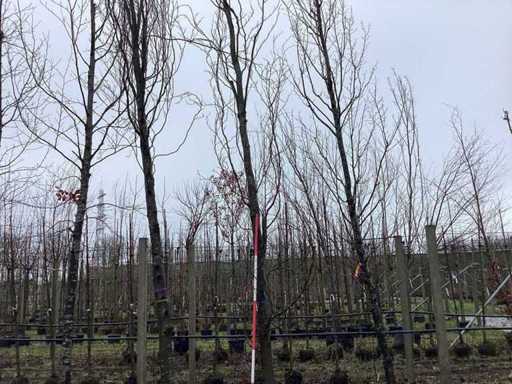 Gelbe säulenförmige Buche – Formschnittbaum