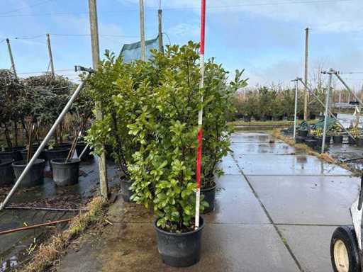 Cherry laurel - Multi-stemmed tree (5x)