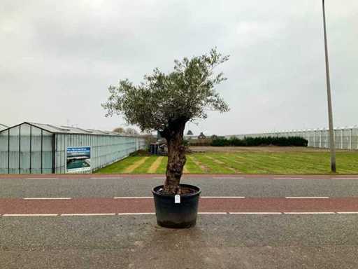 Olijfboom (Olea Europaea Lessini)