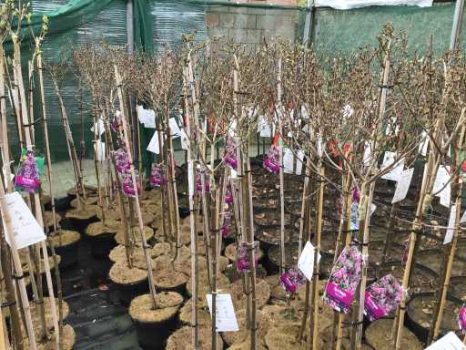 Sierstammen - Diverse Kleuren - Syringen (x8)