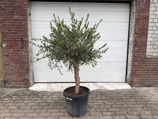 Olive tree Florida - Olea Europaea - Height approx. 170 cm 