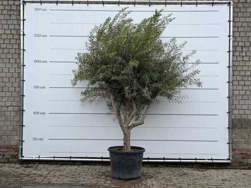 Măslin cu ramuri XL - Olea Europaea - aprox. 60 de ani - înălțime aprox. 270 cm