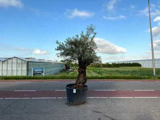 Olivier (Olea Europaea Lessini)