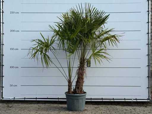 Doppio stelo della palma a ventaglio cinese - Trachycarpus Fortunei - altezza circa 250 cm