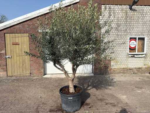 Olivenbaum Andalucia XL – Olea Europaea – ca. 75 Jahre alt – Höhe ca. 280 cm