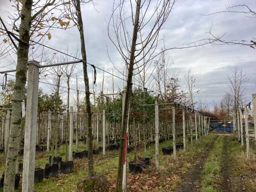 Carpenul - Arborele topiar