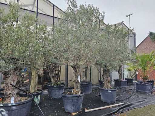 Magnifieke olijfboom (100-120 jaar) - Mediterrane hoogtepunt