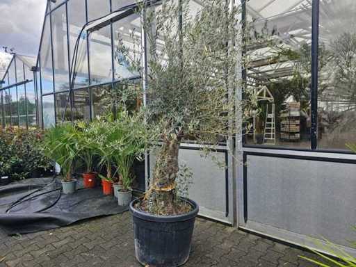 Magnificent Old Olive Tree (270 cm) - Solid Character Trunk