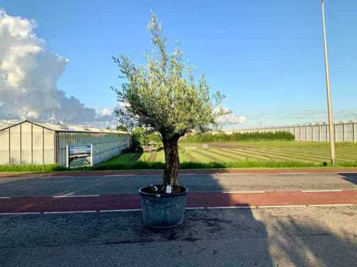 Ulivo (Olea Europaea Lessini)