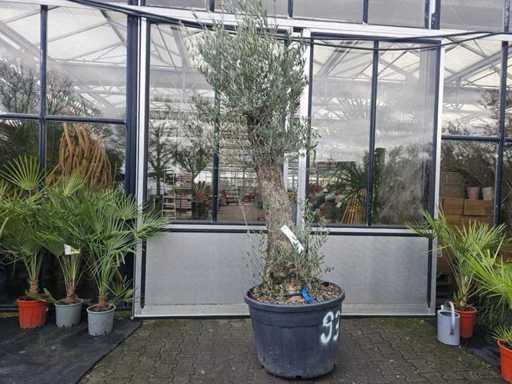 Măslin magnific (120 de ani) - Solitaire mediteranean