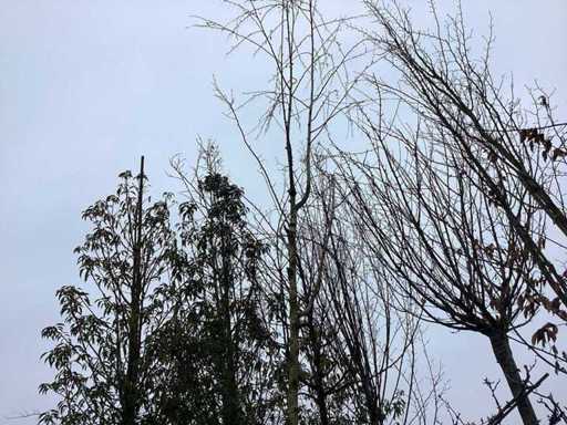 White Birch - Topiary Tree