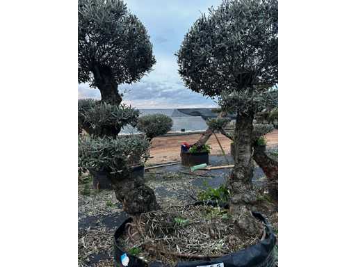  OLEA EUROPEA POM POM SECOLARE  