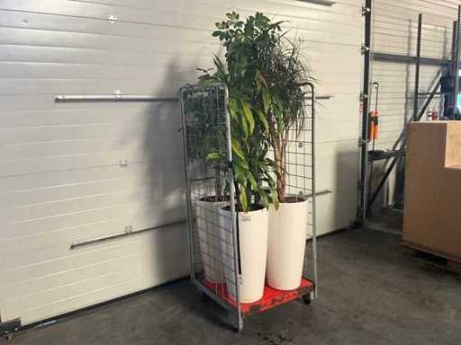 Flora Limburg Plant met pot  Ø40x76cm (4x)