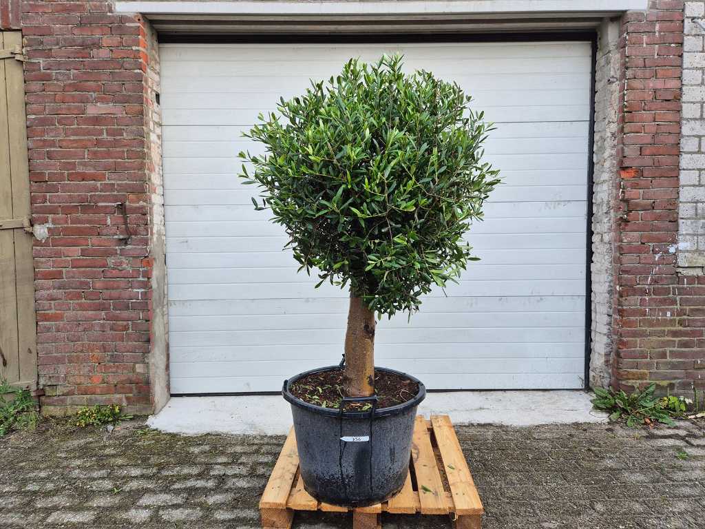 Olivenbaum Kompaktzwiebel - Olea Europaea - Höhe ca. 175 cm