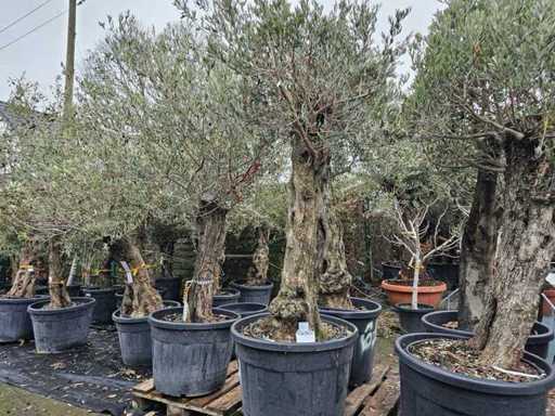 Măslin exclusiv 'DorJan' - 100-120 de ani - trunchi cu caracter solid