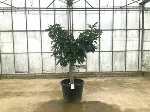 Fig tree (Ficus carica)