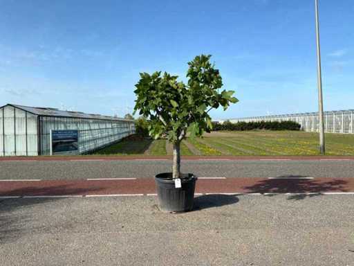 Feigenbaum (Ficus carica)