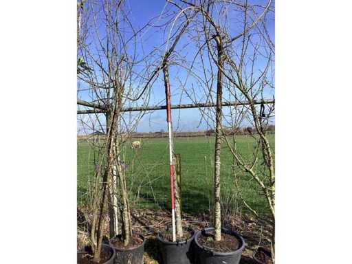 Cheal's Treurkers - Vormbomen