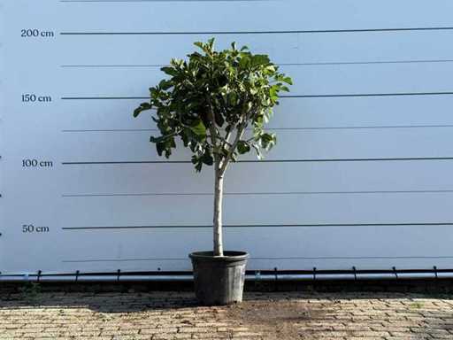 Figuier bas - Ficus Carica - hauteur environ 180 cm
