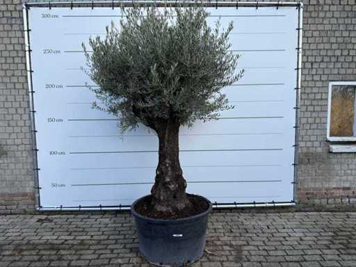 Olive Tree Old Trunk - Olea Europaea - approx. 75 years old - height approx. 280 cm