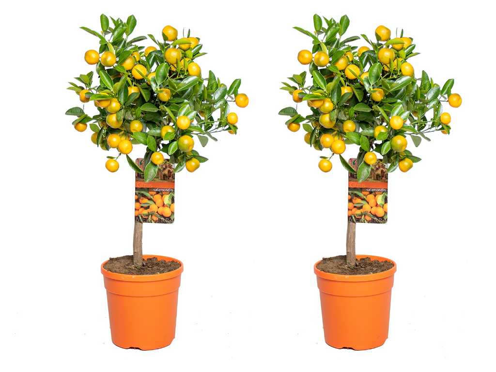 2x Mandarinenbaum - Obstbaum - Citrus Calamondin