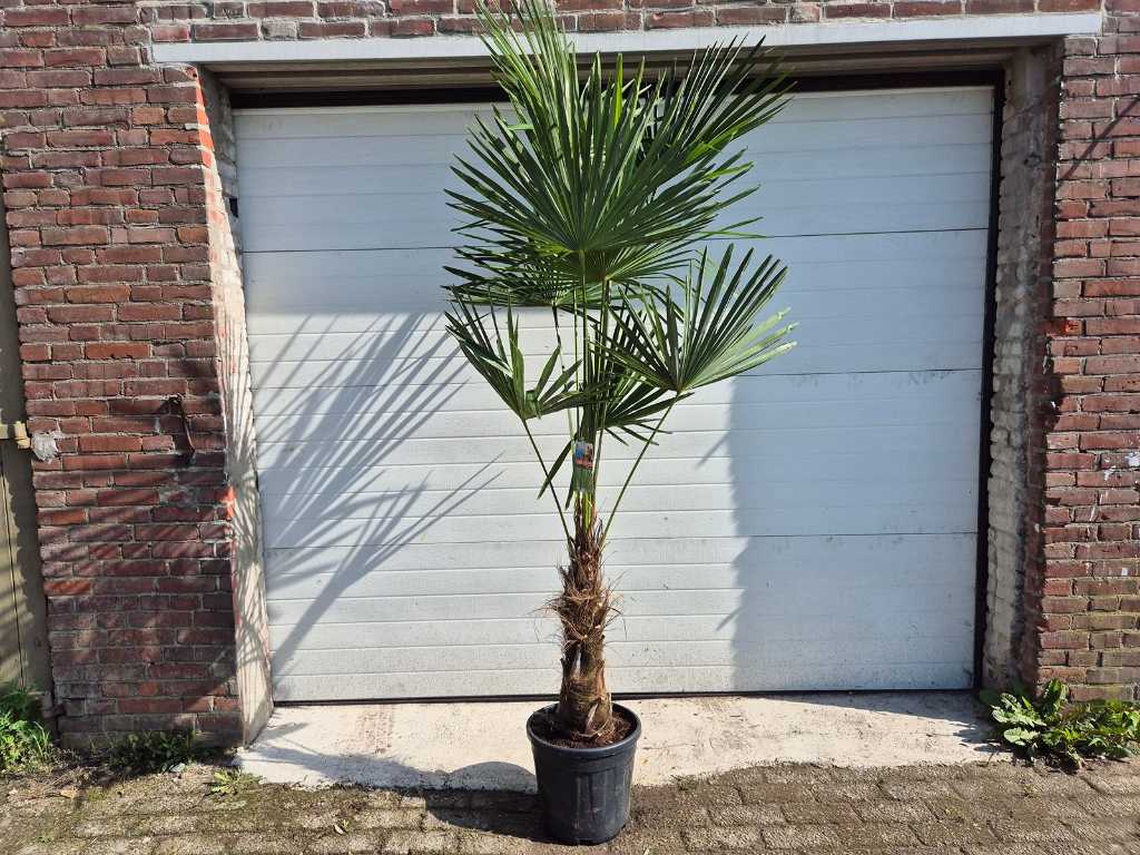 Chinese Fan Palm - Trachycarpus Fortunei - Mediterranean tree - height approx. 250 cm 