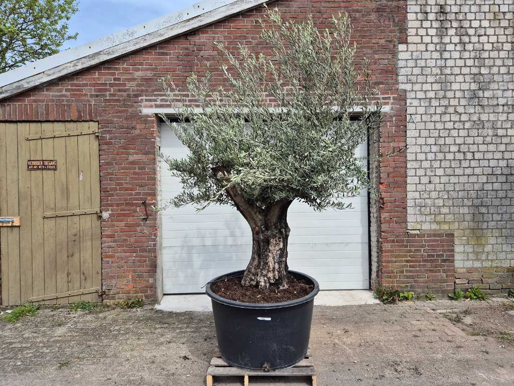 Olivo Vecchia Pelle - Olea Europaea - altezza circa 350 cm