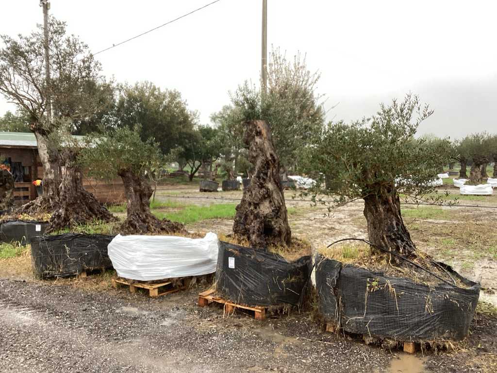 Drzewa oliwne (4x)