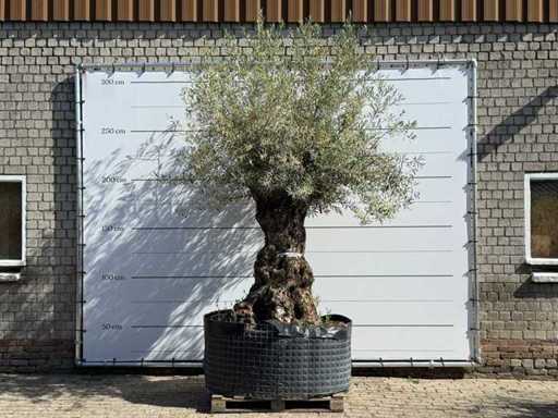 Olive tree Bonsai XL - Olea Europaea - approx. 150 years old - height approx. 280 cm