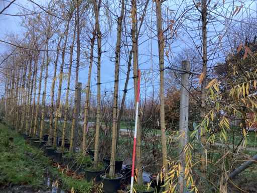 Wierzba ?ó?ta – drzewo topiary (3x)