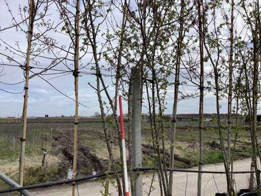 Mela selvata - Alberi topiari (2x)