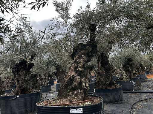  OLEA EUROPEA SECOLARE  