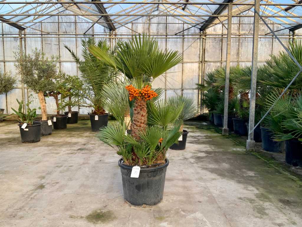 palmboom meerstammig (Chamaerops Humilis)